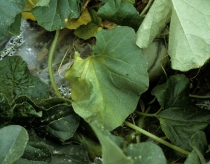 Flétrissement unilatéral du limbe de cette feuille de melon : il est accompagné d'une légère chlorose. <b><i>Verticillium dahliae</i></b> (verticilliose)