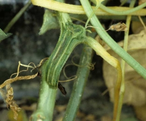 verticillium_melon_DB_293