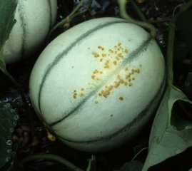 Après cicatrisation, on observe des petites pustules liégeuses beiges à la surface du melon. <b>Intumescences</b>