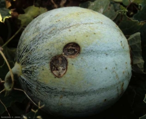 Deux taches brunes, très creusées, aux contours bien délimités et plus foncés,  sont visibles sur ce melon. Des pièces florales sénescentes tombées sur ce fruit en sont à l'origine. <b><i>Botrytis cinerea</i></b> (moisissure grise)