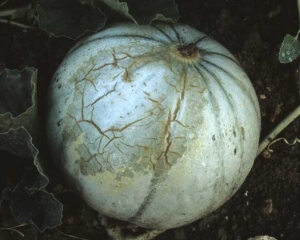 Par la suite, la tache peut cicatriser superficiellement ; les tissus liégeux en place ayant perdu leur élasticité se fendent lorsque le fruit de melon grossit. <b>Coup de soleil</b>