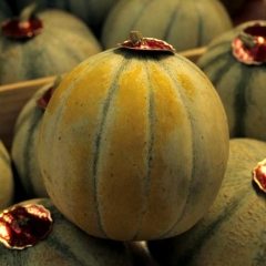 Certaines côtes de ce fruit de melon sont partiellement jaunes.  <b>Jaunissement physiologique des fruits</b>