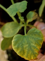 Chlorose inter-nervaire de la première feuille d'un jeune plant de melon ; la périphérie du limbe se nécrose. <b>Phytotoxicité</b>