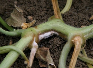 Cette portion de tige montre une lésion longitudinale humide et brune, couverte en son centre par une sporulation blanc rosé. <b><i>Fusarium oxysporum</i> f. sp. <i>melonis</i></b> (fusariose)