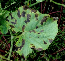 De larges taches noirâtres à nécrotiques, parfois encore humides, et angulaires,  parsèment cette feuille de melon.
<i><b>Pseudoperonospora cubensis</b></i> (mildiou)