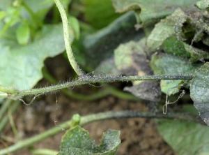 En plus de la fumagine, de nombreux exuvies sont visibles sur la tige de ce pied de melon. <b>Fumagine</b> (sooty mold)