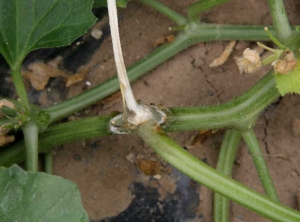 Une lésion chancreuse débutante, humide et partiellement recouverte de mycélium,  est bien visible sur cette tige de melon. <i><b>Sclerotinia sclerotiorum</b></i>. (sclérotiniose)