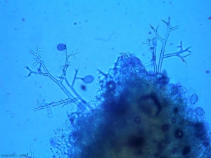 Plusieurs sporangiophores arbusculeux émergent des stomates de cette feuille. <i><b>Pseudoperonospora cubensis</b></i> (mildiou)