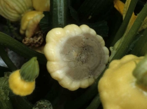 <b><i>Botrytis cinerea</i></b> sur pâtisson