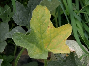 Cette feuille de melon a jauni unilatéralement. Autrement dit, seule la portion du limbe située à droite est plus ou moins chlorosée. <b><i>Fusarium oxysporum</i> f. sp. <i>melonis</i></b> (fusariose)