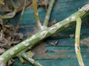 Cette tige de melon est couverte de lésions nécrotiques beigeâtres, d'éclatements longitudinaux correspondant aux points d'impact des grêlons. <b>Dégâts de grêle</b> 