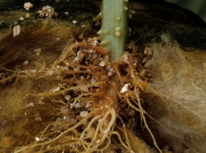 Brunissement et pourriture des racines d'un jeune plant de concombre.