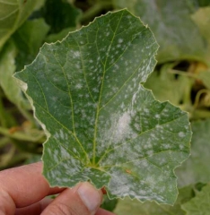 De très nombreuses taches poudreuses blanchâtres couvrent maintenant une bonne partie du limbe de cette feuille de melon, certaines d'entre-elles ont conflué par endroits. <i><b>Podosphaera xanthii</b></i> ou <i><b>Golovinomyces cichoracearum</b></i> (oïdium)