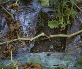 Ce pied de melon dont le feuillage a flétri partiellement et s'est desséché présente une altération brun sombre localisée au collet. <b><i>Phytophthora capsici</i></b>