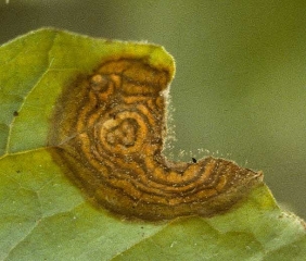 Une taches nécrotique brune, présentant des motifs concentriques, est en train de se développer à la périphérie du limbe. <i><b>Botrytis cinerea</b></i> (moisissure grise)