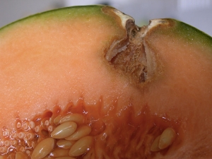Les tissus sous-jacents la lésion sur fruit sont translucides, quelque peu subérisés et effondrés ; une cavité est en train de se former. <b><i>Pseudomonas syringae</i> pv. <i>aptata</i></b> (brûlure bactérienne)