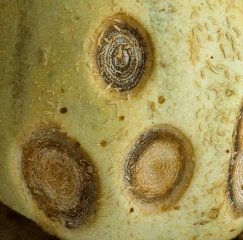 Détail des acervules formées sur fruits de melon. <b><i>Colletotrichum orbiculare</i></b> (anthracnose)