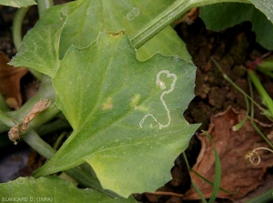 Une mine sinueuse est bien visible sur cette jeune feuille de melon. (mineuses)