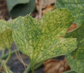 Les feuilles chlorosées sont couvertes d'une multitude de petites lésions chlorotiques à blanchâtres occasionnées par  <i><b>Tetranychus urticae</b></i>. (tétranique tisserand)