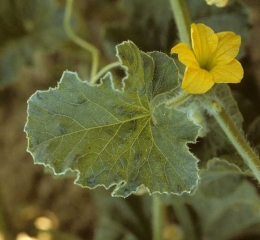 Symptôme sur feuille du <b>Virus de la mosaïque du concombre</b> : 'vein banding' affectant que quelques nervures. (<i>Cucumber mosaic virus</i>, CMV)