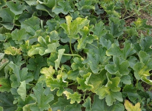 Plusieurs  feuilles de ce pied de melon sont plus ou moins chlorotiques. <b>Virus de la jaunisse des Cucurbitacées transmise par pucerons </b>(<i>Cucurbit aphid-born yellows virus</i> ; CABIV)