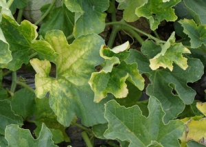 Détail d'un jaunissement inter-nervaire homogène sur feuilles de melon. <b>Virus de la jaunisse des Cucurbitacées transmise par pucerons </b>(<i>Cucurbit aphid-born yellows virus</i> : CABIV)