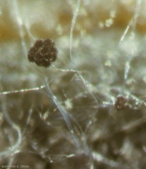 Sporocyste (ou sporange) de <i><b>Choanephora cucurbitarum</b></i> observé à la loupe binoculaire.