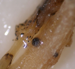 En plus d'un périthèce de <i><b>Monosporascus </i>sp.</b>, on observe également des microsclérotes de <i><b>Phomopsis sclerotioides</b></i> sur cette racine pourrie de melon.

