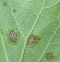 Détail des halos graisseux entourant les lésions nécrotiques. <b><i>Pseudomonas syringae</i> pv. <i>aptata</i></b> (brûlure bactérienne)