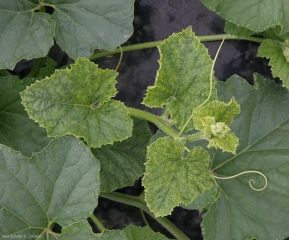 Les jeunes feuilles de l'apex de ce jeune pied de melon présentent un 'vein banding' prononcé ; la périphérie du limbe est plus découpée. <b>Virus de la mosaïque du concombre</b> (<i>Cucumber mosaic virus</i>, CMV)