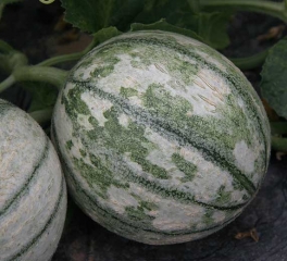 Mosaïque bien marquée sur fruit de melon pas encore mûr. <b>Virus de la mosaïque de la pastèque</b> (<i>Watermelon mosaic virus</i>, WMV)