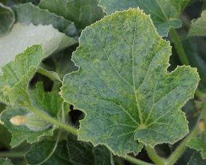 Symptôme sur feuille du <b>Virus de la mosaïque du concombre</b> : 'vein banding' affectant la quasi totalité des nervures. (<i>Cucumber mosaic virus</i>, CMV)