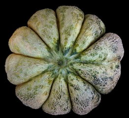 Cantalupensis