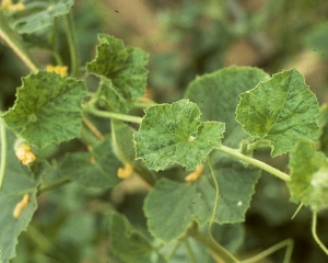 Les feuilles de ce rameau de melon sont plus ou moins déformées par une mosaïque marquée. <b>Virus de la mosaïque du concombre</b> (<i>Cucumber mosaic virus</i>, CMV)