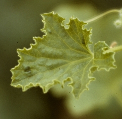 Cette feuille de melon, légèrement chlorotique, présente de rares cloques déformantes vert sombre .<b>Virus des taches en anneaux du papayer</b> (<i>Papaya ringspot virus</i>, PRSV)