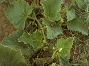 Les jeunes feuilles de cette plante présentent une décoloration du limbe particulière, localisée entre les nervure et dénommé par les anglo-saxons vein banding. <b>Virus de la mosaïque de la courge</b> (Squash mosaic virus, SqMV)