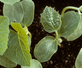 La première feuille de cette plantule de melon montre un vein banding marqué. Le limbe est aussi déformé, plus découpé en périphérie et cloqué.<b> Virus de la mosaïque de la courge</b> (<i>Squash mosaic virus</i>, SqMV)