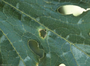 Détail d'une tache de cladosporiose sur feuille de courgette. <b><i>Cladosporium cucumerinum</i></b> (cladosporiose ou nuile grise, cucumber scab)