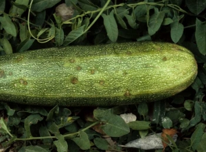 C_cucumerinum_courgette_DB_319