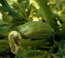 Détail d'une tache évoluée sur jeune fruit de courgette. <b><i>Cladosporium cucumerinum</i></b> (cladosporiose ou nuile grise, cucumber scab), courgette 8