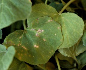Tache de <b><i>Cladosporium cucumerinum</i></b> sur jeune feuille de courge. Elle sont plutôt circulaires et te teinte beige. (cladosporiose ou nuile grise, cucumber scab)