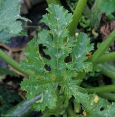 Quelques petites taches humides, chlorotiques en périphérie, parsèment cette jeune feuille de courgette. <b><i>Cladosporium cucumerinum</i></b> (cladosporiose ou nuile grise, cucumber scab)