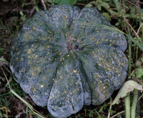 Courge criblée de nombreuses petites taches nécrotiques brunâtres. <b><i>Cladosporium cucumerinum</i></b> (cladosporium ou nuile grise, cucumber scab)