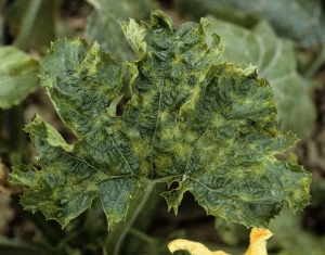 Mosaïque plutôt en taches étoilées associée à des déformations du limbe de cette feuille de courgette. <b>Virus de la mosaïque du concombre</b> (<i>Cucumber mosaic virus</i>, CMV)