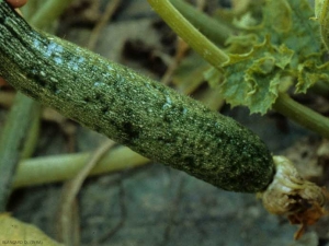 La mosaïque sur fruit de courgette est plus marquée, et celui-ci est aussi plus piqueté. <b>Virus de la mosaïque du concombre</b> (<i>Cucumber mosaic virus</i>, CMV)