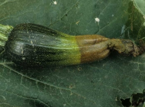 Comme sur le concombre, la courgette affectée présente une pourriture marron foncé et un pincement de l'extrémité du fruit. <b><i>Didymella bryoniae</i></b> (pourriture noire sur fruit, black rot)