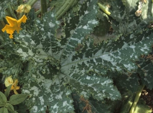 Taches anguleuses argentées, plus ou moins délimitées par les nervures, sur feuille de courgette. <b>Macules physiologiques</b>