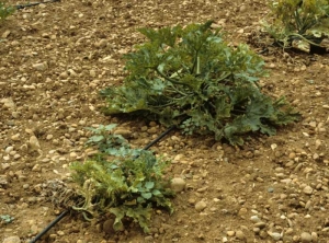 Pied de courgette dont la croissance a été bloquée très tôt à la suite d'une infection virale précoce. <b>Virus de la mosaïque jaune de la courgette</b> (<i>Zucchini yellow mosaic virus</i>, ZYMV)