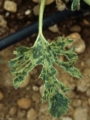 Des cloques vert foncé contrastent avec le reste du limbe jaune clair de cette feuille de courgette. <b>Virus de la mosaïque jaune de la courgette</b> (<i>Zucchini yellow mosaic virus</i>, ZYMV)