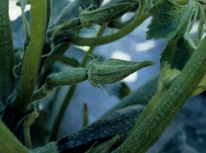 Discrète mosaïque présente sur les pétales d'une fleur de courgette. <b>Virus de la mosaïque jaune de la courgette</b> (<i>Zucchini yellow mosaic virus</i>, ZYMV)